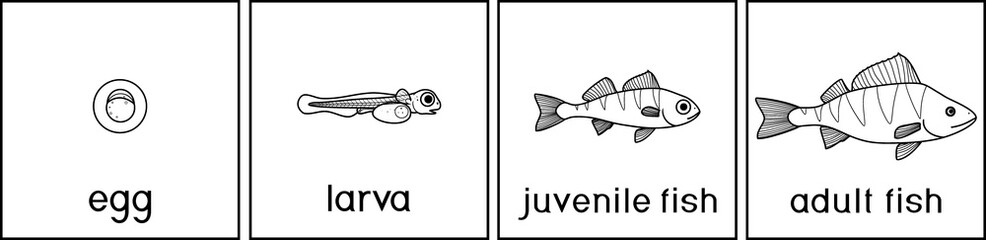Coloring page with fish life cycle. Sequence of stages of development of perch (Perca fluviatilis) freshwater fish from egg to adult animal