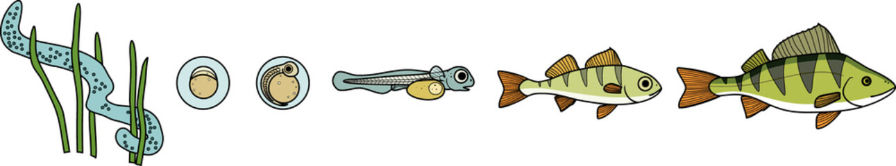 Fish life cycle. Sequence of stages of development of perch (Perca fluviatilis) freshwater fish from egg to adult animal
