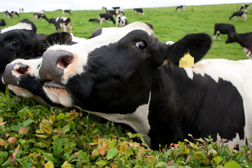 Spotted cows on a green field. Dairy cattle also called dairy cows  or Holstein cow are bred...
