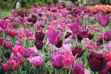 Pink and purple triumph tulips 'innuendo' in flower