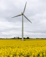 Windmill in rapeseed