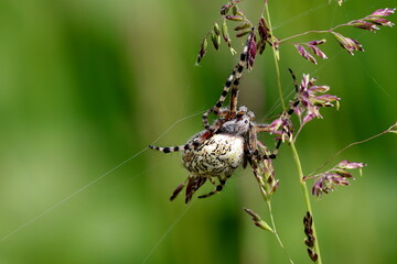 araignée épeire des bois femelle Aculepeira ceropegia sur graminée