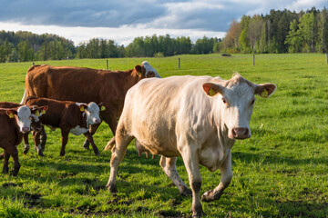 Vasteras, Sweden Cows in a green field.