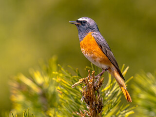 Common redstart perched on branch of tree