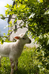 Obraz premium Lamb eating leaves