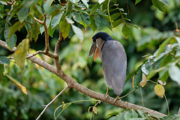 Boat-billed Heron (Cochlearius cochlearius) sitting in a tree in Cano Negro National Park in Costa Rica