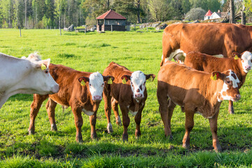 Naklejka na ściany i meble Vasteras, Sweden Cows in a green field.