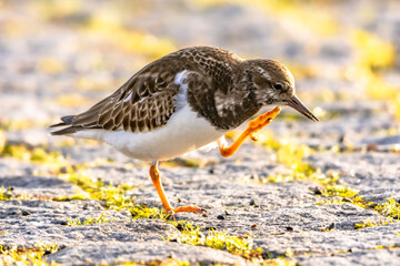 Ruddy turnstone shore bird feeding on coast