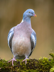 Wood pigeon on mossy branch