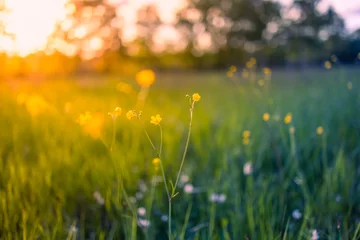 Afwasbaar Fotobehang Honing Abstracte zachte focus zonsondergang veld landschap van gele bloemen en gras weide warme gouden uur zonsondergang zonsopgang tijd. Rustige lente zomer natuur close-up en wazig bos achtergrond. Idyllische natuur