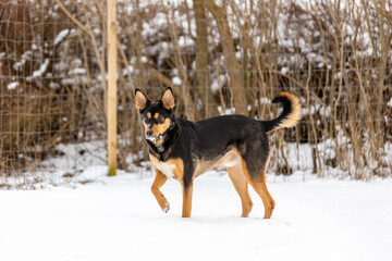 Fototapeta na wymiar Dog in snow garden 
