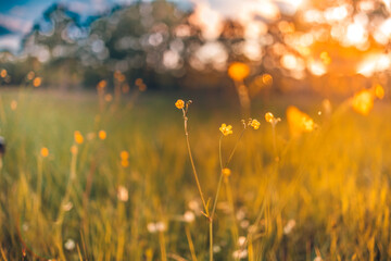 Abstracte zachte focus zonsondergang veld landschap van gele bloemen en gras weide warme gouden uur zonsondergang zonsopgang tijd. Rustige lente zomer natuur close-up en wazig bos achtergrond. Idyllische natuur