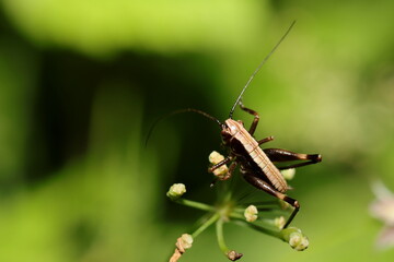 sauterelle decticelle frêle Yersinella raymondii immature