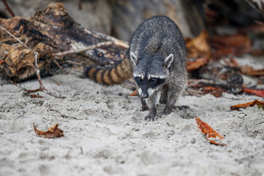 Raccoon surching for food on the beach of Manuel Antonio National Park in Costa Rica