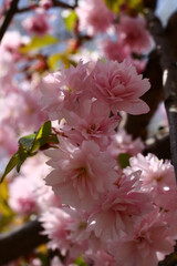 pink cherry blossom