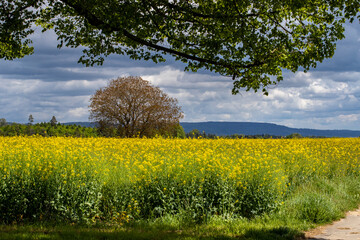 Auf der H&ouml;donger H&ouml;he