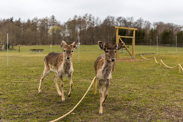 Pair of deers