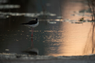 Black-winged Stilt and dramatic light at Asker Marsh , Bahrain