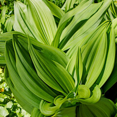 Veratrum lobelianum is a species of flowering plant belonging to the family Melanthiaceae. Its native range is Central Europe to Caucasus and Russian Far East.