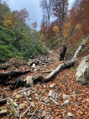 Romanian forest