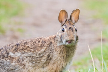 eastern cottontail (Sylvilagus floridanus) in spring