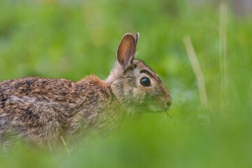 eastern cottontail (Sylvilagus floridanus) in spring