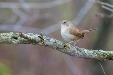  winter wren (Troglodytes hiemalis) in spring
