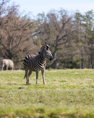 Obraz na płótnie Canvas Zebra, elephant, savanna
