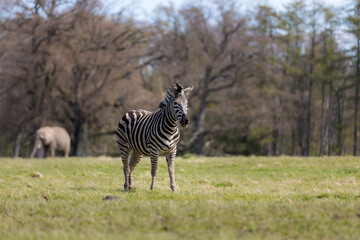 Zebra, elephant, savanna