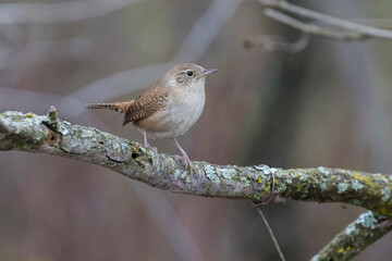  winter wren (Troglodytes hiemalis) in spring
