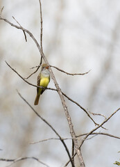 great crested flycatcher (Myiarchus crinitus)