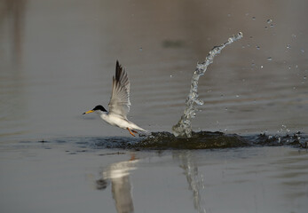 Little Tern fishing at Asker marsh, Bahrain