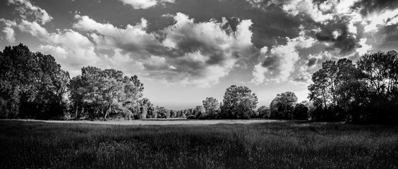 Black and white dramatic landscape with meadow wild grass under cloudy sky. Artistic monochrome nature landscape, dark panoramic view. Trees in park with soft sunlight. Abstract nature scenery