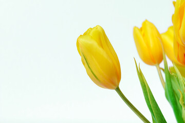 yellow tulips on a white  background,  bouquet of flowers