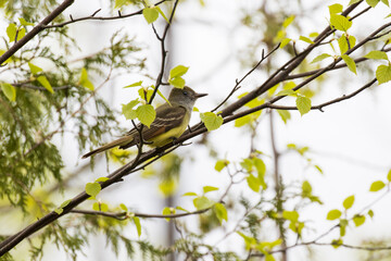 Obraz premium great crested flycatcher (Myiarchus crinitus)