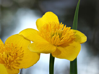 Sumpfdotterblume (Caltha palustris)