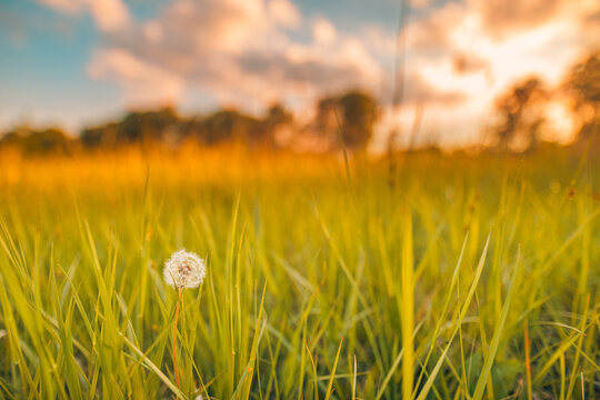 Wild grass with dandelions in the mountains at sunset. Macro image, shallow depth of field. Relaxing summer nature background.