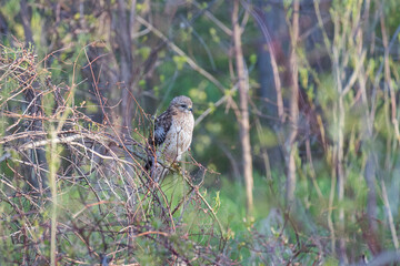 red shouldered hawk (Buteo lineatus)