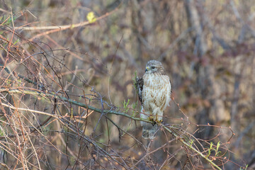 red shouldered hawk (Buteo lineatus)