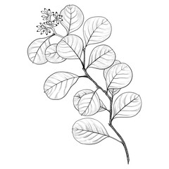 Branch with leaves. Vector image. Decorative composition. Floral motives. Use printed materials, signs, textile prints, websites, maps, posters, postcards, packaging.