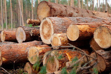 Logs in the forest are used for logging, construction of wood