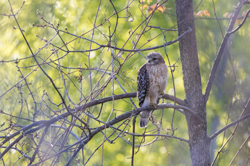 red shouldered hawk (Buteo lineatus)