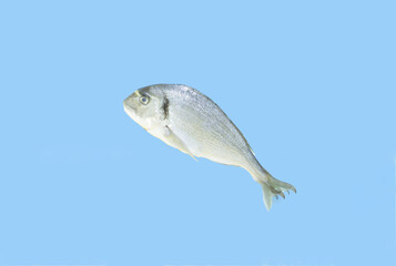 Fresh fish, on pastel blue  background. Minimal healthy food concept, copy space.