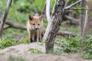 Cute Baby red fox in spring