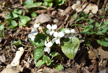 Fresh white viola canadensis on a background of dry leaves. Beautiful background of violet flowers. Canadian flowers of white violet or Canadian violet.
