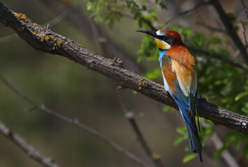 European bee-eater on branch, Merops apiaster