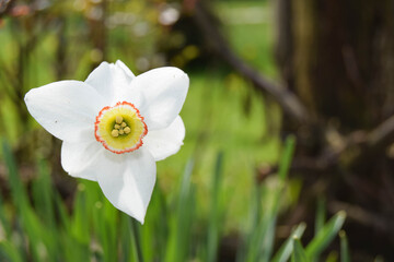 Flower of a daffodil with a yellow center on the green background. Ornamental flower in spring garden. Selective focus.