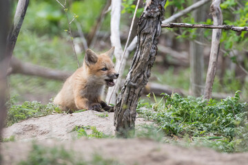 Cute Baby red fox in spring