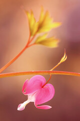Wiosenne kwiaty - Serduszka 
