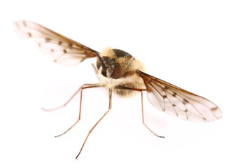 Greater bee fly,  Bombylius Major, isolated on white background